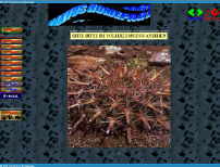 Startseite der Kaktus-Homepage vom MÄRZ 2001