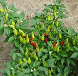 Chiles Jalapeno Strauch